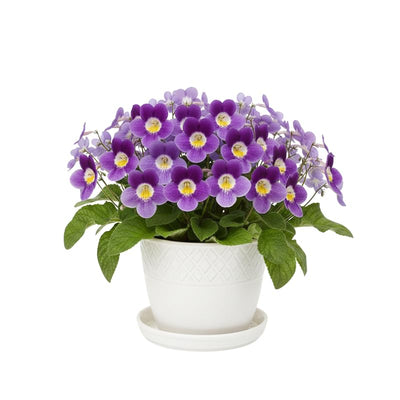 Streptocarpus Plant Live, Ladyslipper Primrose Flowering Houseplant in 3.25 Inch Pot, Indoor Blooming Plants for Planting, 4-8 Inches