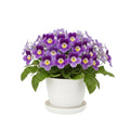 Purple Streptocarpus Plant Live, Ladyslipper Primrose Flowering Houseplant in 3.25 Inch Pot, Indoor Blooming Plants for Planting, 4-8 Inches