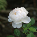 Mini Rose Bush Live Plant in 3.5'' Pot, Miniature Rose Plant Live, 3-5'' Tall, Mini Rose Plant, Live Flower Plant for Office and Home Decoration (White)