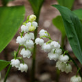 Pack of 6 Pips White Lily of the Valley, Lily of the Valley Plant Live, White Flower for Indoor Outdoor Planting