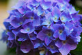 Winter Hardy Purple to Blue to Pink Shades Hydrangea Bush Tree Live Shrub Plant, 6-12" Blue to Smooth Pink to Purple Blooms, Established Roots, Dormant, No Leaf