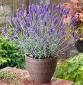 French Lavender Plants Live Herb Plug Size, Well Rooted, from 2 to 6 Inc Tall Starter Plant, Summer Planting