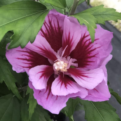 1 Purple Rose of Sharon Plant Live 4 Inch Pot, Hardy Hibiscus Shrub with Vibrant Blooms, Althea Hibiscus Syriacus Flowers