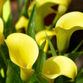 Yellow Calla Lily Bulb for Planting, Calla Lily Plant Bulb, Calla Lily Flower Bulb, Giant Calla Lilies Flowers Bulb Planting in Spring