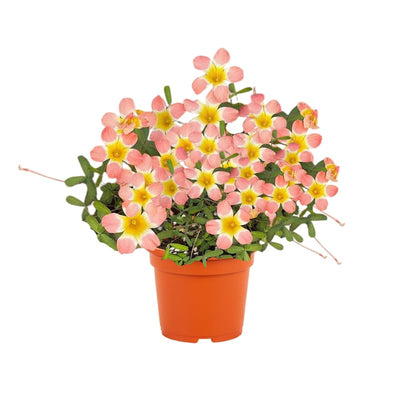 Oxalis Plant Live in 4 Inch Pot, Vibrant Flowering Shamrock Plant Well Rooted, Year-Round Decoration, Garden and Containers Growing