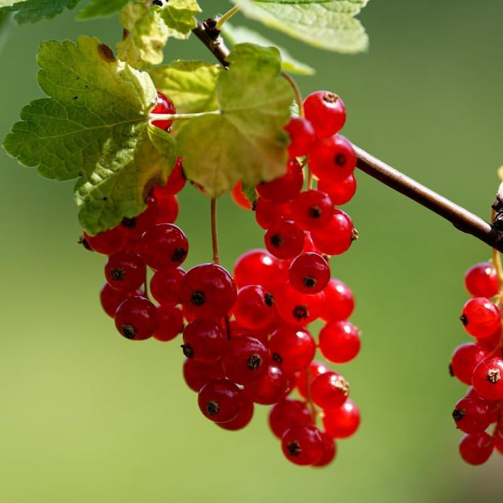 Red Currant Plant Live, Well-Rooted Berry Shrub, 6-12 Inch Tall