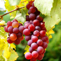 Red Grape Plant Live for Planting, Red Seedless Grape Vine Sweet Grape Fruits 1 to 2 Years Old, 5-9" Tall, No Pot