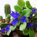 Dark Blue African Violet Plants Live in Pot, Flowering Violets Indoor Outdoor Blooming, Vibrant Color Houseplant Décor Year-Round