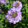 Pack 3 Light Lavender Verbena Plants Live Perennial Ground Cover, No Pot, 5-9" in Tall, Can Grow As Trailing Bushes, Spring Flowers