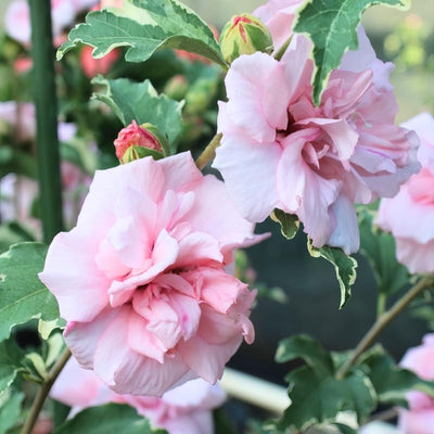 1 Pink Rose of Sharon Plant Live 4 Inch Pot, Hibiscus Plant with Stunning Flowers, Pink Althea Hibiscus Syriacus