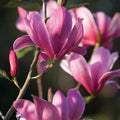 2 Ann Magnolia Trees Live Plants, Deep Pink Magnolia Shrub Tree Live Plant in 2.5" Pot, 6-12 Inches