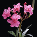 Live Oleander Plant, Pink Oleander Plant Live, Oleander Live Plant, 4 Inc Pot, Oleander Plant Pot