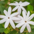 Set 2 Jasmine Plants Trees Live, 4 to 6 Inc, Fragrant Jasmine Plant Indoor Outdoor Plant Live, White Flower