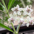 2 White Milkweed Plants Live Butterfly Asclepias Tuberosa, Wildflowers Perennial Bush, Swamp Common Plant, 5-9" in Tall, No Pot
