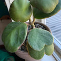 Hoya Heart Plant Live, Green Hoya Kerrii Plant, Hoya Live Plant, Rare Hoya Plant Indoor Live in 2 Inches Pot