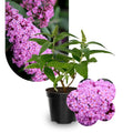 Potted Butterfly Bush Live Plant, 5-9" in Tall, Cold Hardy, Spring Outdoor PlantingBlooms Summer to Fall, Dormant in Winter (Deep Pink Buddleia Plant)