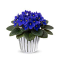 Blue African Violets Live Plants in Pots, Live African Violet Plants House Plant for Indoor Outdoor Décor, 4" Pot, Well-Rooted and Year-Round Blooming