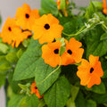 Thunbergia Plant Live, Thunbergia Flowering Vine Perennial, Indoor Outdoor Planting 3-6 Inches