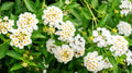 Lantana Live Plant for Planting Outdoors, Set 2 Live Lantana Plants, 4 to 7 Inch Tall, Lantana Perennial Plants, Ready to Plant, White