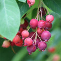 Serviceberry Live Plant, Berry Bush Plant, 1-2 Ft Tall