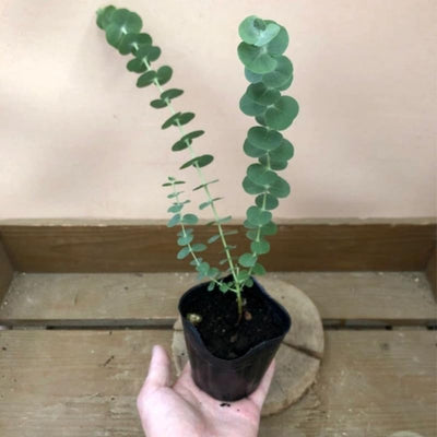 Blue Eucalyptus Plant Live, Eucalyptus Tree Live Plant, Houseplants for Planting, 4 to 6 Inches Tall
