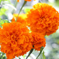 Bright Orange Marigold Plants Live, Marigold Flowering Plant 3-5'' Tall, 2 Plants per Pot, Zones 9-11