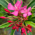 Live Oleander Plant, Pink Oleander Plant Live, Oleander Live Plant, 4 Inc Pot, Oleander Plant Pot