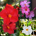 Set 2 Mix Mandevilla Live Plants, 5-9" Tall Mandevilla Plant Potted, Well Rooted Perennial Flowers Shrub Plants, Ornamental Plants for Outdoors
