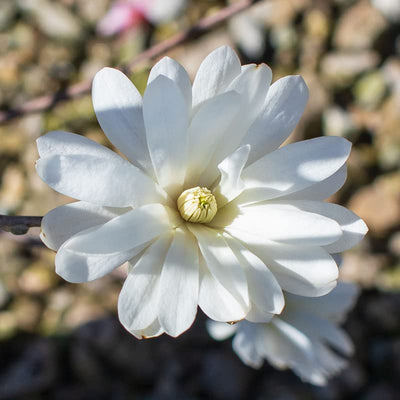 Magnolia Tree Live Plant for Planting, Magnolia Flowers Bush 6 to 12 Inches Height, in Pot, Fragrant Magnolia Shrub (Star Magnolia)
