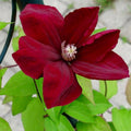 Red Clematis Live Plant in 2.5" Pot, Flowering Climbing Clematis Vine Starter for Outdoor Garden and Trellis, Well Rooted