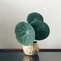 Stephania Cephalantha Caudex Plant, 2.5-3'', No Hair Roots, Already Sprout, Hardy Succulent Decorative Indoor Plant