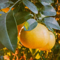 Ruby Red Grapefruit Tree in 4 Inch Pot, Well Rooted Plant