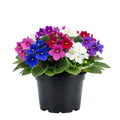 2 African Violet Plants, Violet Live Plant, 3-5 Inc Tall, Colorful Blooms