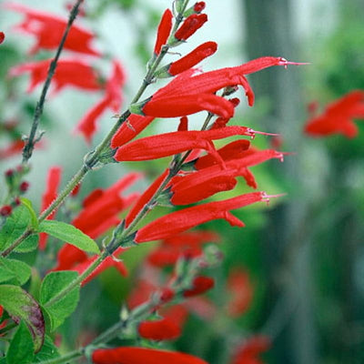 Red Pineapple Sage Live Plant, Red Salvia Plant Live Herb for Grow Indoors Outdoor in 3 Inch Pot