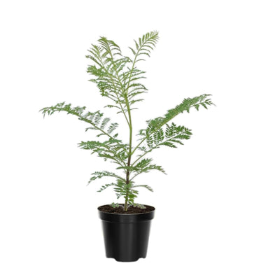 Blue Jacaranda Tree Plant Live, Jacaranda Mimosifolia Purple Flowering Tree from 6 to 10 Inc Tall