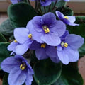 Light Blue African Violets Live Plants in Pots, Live African Violet Plants House Plant for Indoor Outdoor Décor, 4" Pot, Well-Rooted and Year-Round Blooming