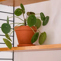 2 Pilea Peperomioides Live Plants, Pilea Peperomioides Plants Indoor, House Plants Indoors Live No Pot for Planting