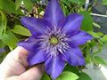 Clematis Vine Plant Live for Planting, Clematis Plants Live, 4 to 6 Inch Tall, 2.5 Inc Pot Well Rooted, Clematis Seeds Perennial, Blue Clematis Double Flower