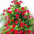 Set 2 Red Mandevilla Live Plants, 5-9" Tall Mandevilla Plant Potted, Well Rooted Perennial Flowers Shrub Plants, Ornamental Plants for Outdoors