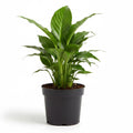 Live Peace Lily Plant, 4 Inch Pot, Easy Care Indoor Houseplant, White Blooms - Great for Home and Office