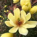 Yellow Magnolia Tree Live Plant, Magnolia Plant Live 6 to 12 Inches Tall, in 2.5 Inches Pot, Yellow Magnolia Bush Fragrant Magnolia Flowers