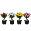 3 Assorted Desert Rose Plants Live, Adenium Desert Rose Live Plant, 5 to 7 Inches Long, Cactus Succulent Plant Perennial Flowering