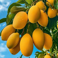 Ataulfo Mango Tree Live Plant in 4" Pot, 5 to 6 Inches Tall Starter, Sweet Tropical Mango Fruit Trees for Outdoor Planting