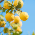 Live Yellow Lemon Tree, 3-5" Tall, Well Rooted for Planting