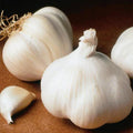 Garlic Bulbs for Planting, Pack 4 Bulbs for Growing Outdoors, Fresh Heirloom Garlic Bulbs