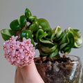 Hoya Hindu Rope Plant Live, Hoya Plant Live Houseplants 3 Inches Potted