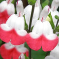 2 Hot Lips Sage Salvia Live Plant Herb in 1 Pot, Bicolor Blooms Salvia Sage Bush, Turn Red on Summer, Sage Shrub Grow Indoors Outdoor, 5 to 10 Inc Tall