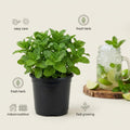 Mojito Mint Plant, Live 4-6 Inch in 4 Inch Pot - Fresh Mint Herb Plant for Indoor Outdoor Growing