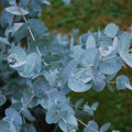 Set 2 Baby Blue Eucalyptus Live Plants, Live Eucalyptus Plants, Eucalyptus Plants Live, Live Eucalyptus Trees, Live Eucalyptus Plant Indoor, 4 to 7 Inc Tall