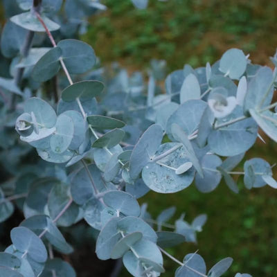 Live Eucalyptus Plant, Baby Blue Eucalyptus Live Plant, Eucalyptus Plant Live, Live Eucalyptus Tree, Live Eucalyptus Plant Indoor, Starter Size 4 to 8 Inc Tall